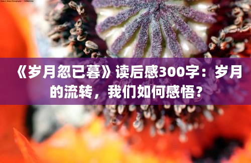 《岁月忽已暮》读后感300字：岁月的流转，我们如何感悟？