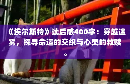 《埃尔斯特》读后感400字：穿越迷雾，探寻命运的交织与心灵的救赎。