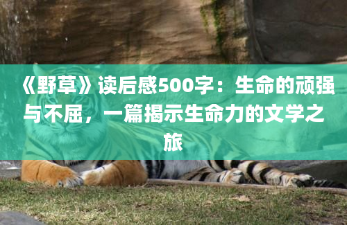 《野草》读后感500字：生命的顽强与不屈，一篇揭示生命力的文学之旅