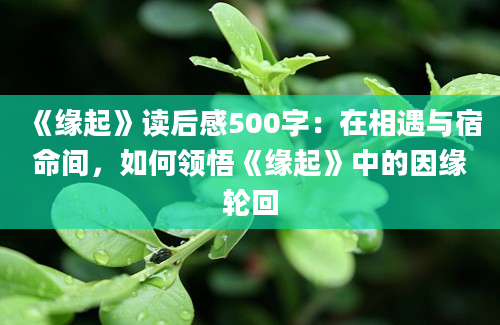 《缘起》读后感500字：在相遇与宿命间，如何领悟《缘起》中的因缘轮回