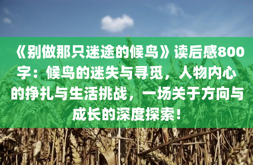 《别做那只迷途的候鸟》读后感800字：候鸟的迷失与寻觅，人物内心的挣扎与生活挑战，一场关于方向与成长的深度探索！