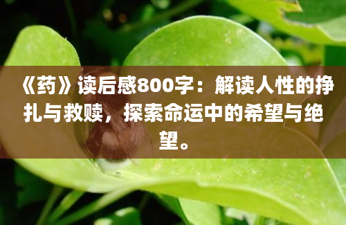 《药》读后感800字：解读人性的挣扎与救赎，探索命运中的希望与绝望。