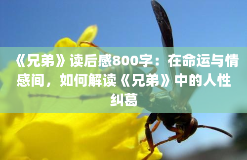 《兄弟》读后感800字：在命运与情感间，如何解读《兄弟》中的人性纠葛