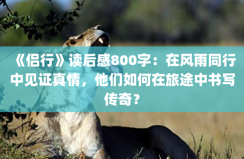 《侣行》读后感800字：在风雨同行中见证真情，他们如何在旅途中书写传奇？