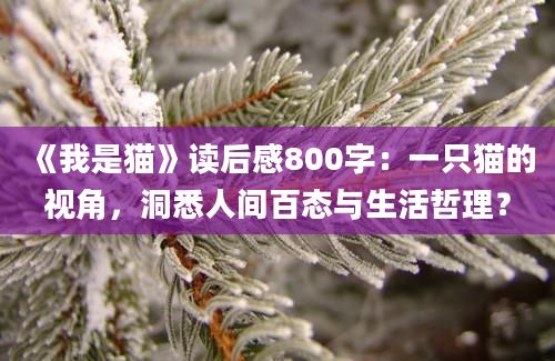 《我是猫》读后感800字：一只猫的视角，洞悉人间百态与生活哲理？