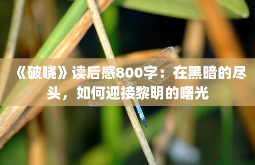 《破晓》读后感800字：在黑暗的尽头，如何迎接黎明的曙光