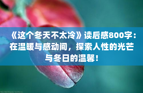 《这个冬天不太冷》读后感800字：在温暖与感动间，探索人性的光芒与冬日的温馨！