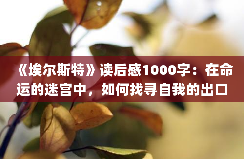 《埃尔斯特》读后感1000字：在命运的迷宫中，如何找寻自我的出口