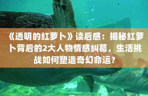 《透明的红萝卜》读后感：揭秘红萝卜背后的2大人物情感纠葛，生活挑战如何塑造奇幻命运？