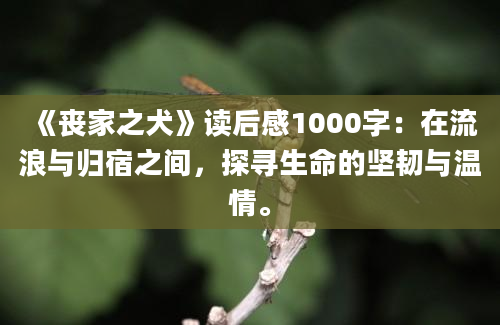 《丧家之犬》读后感1000字：在流浪与归宿之间，探寻生命的坚韧与温情。